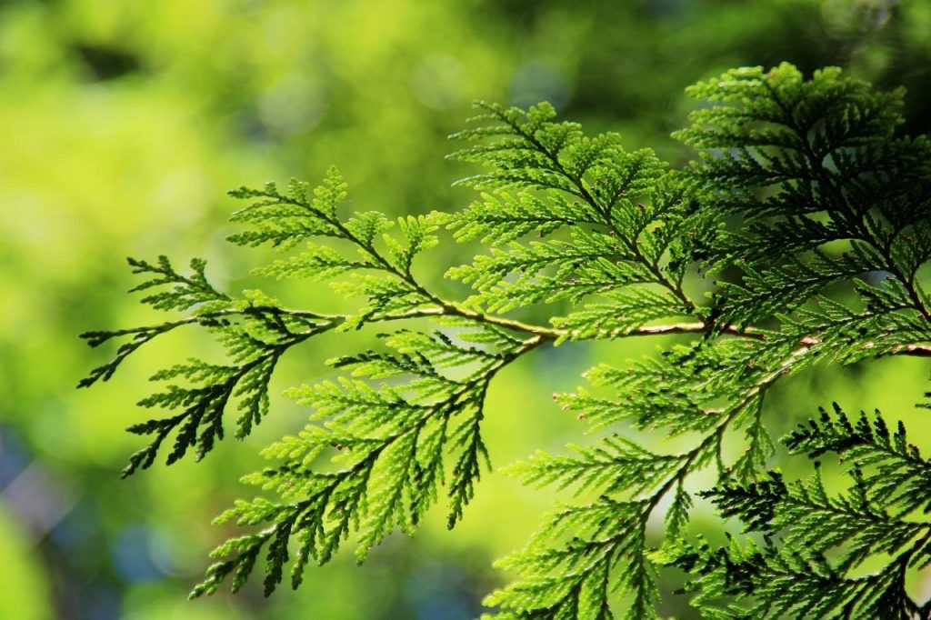 Thuja Brabant conifeer met dichte groei en groenblijvend loof als natuurlijk tuinscherm