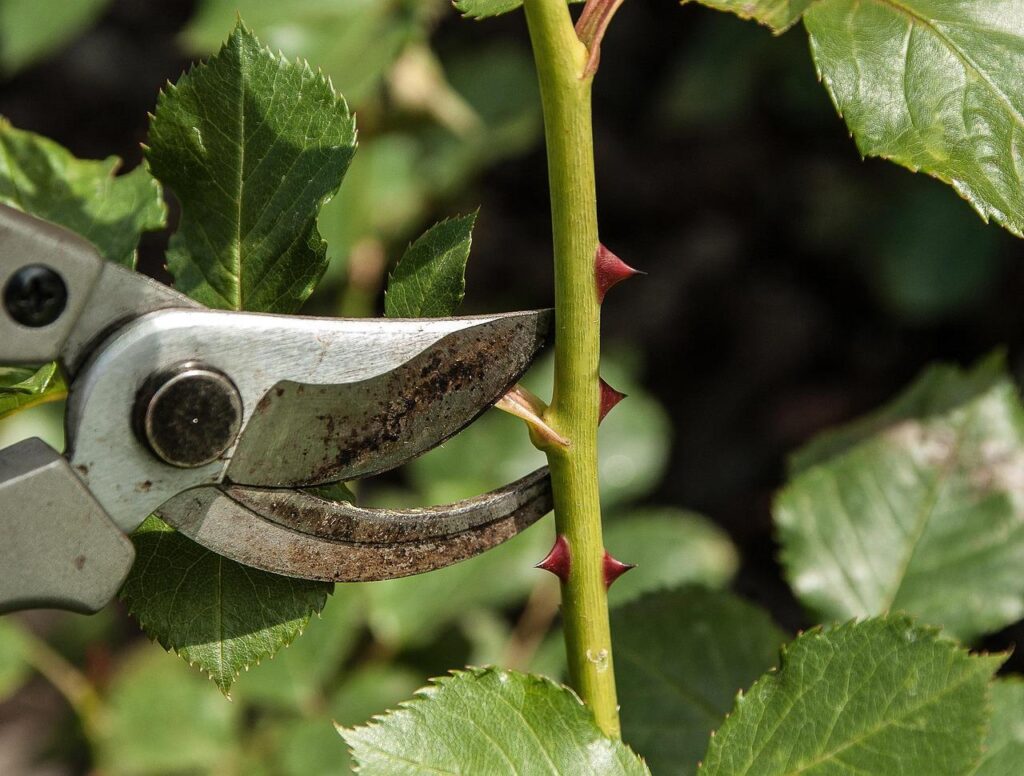 Groene tuinen in Ermelo met bloemen en planten - vacature hovenier Ermelo biedt mogelijkheden in een natuurrijke omgeving